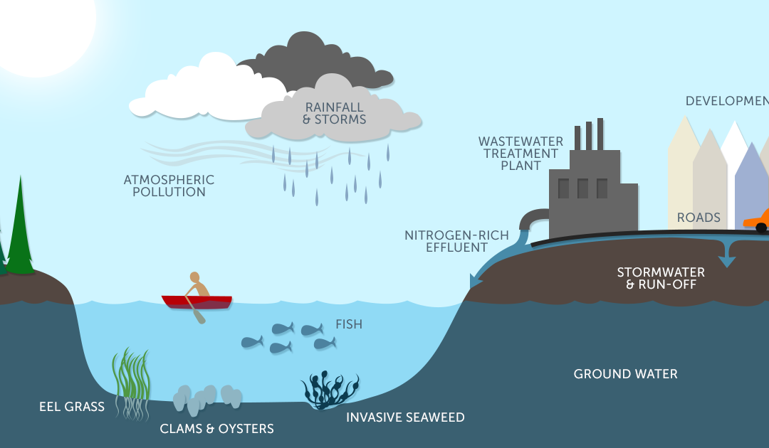 From NHPR – Trying to Better Understand the Decline of the Great Bay